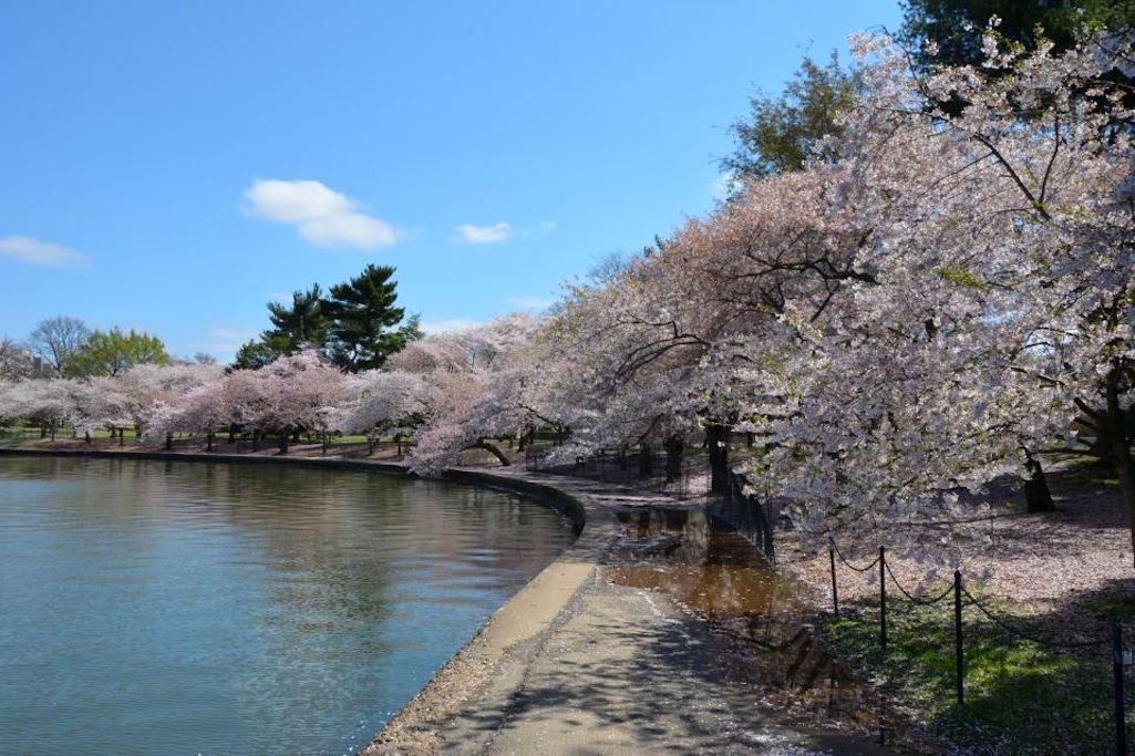 Access to view the cherry blossoms on the National Mall will be limited. Access to view the cherry blossoms on the National Mall will be limited.