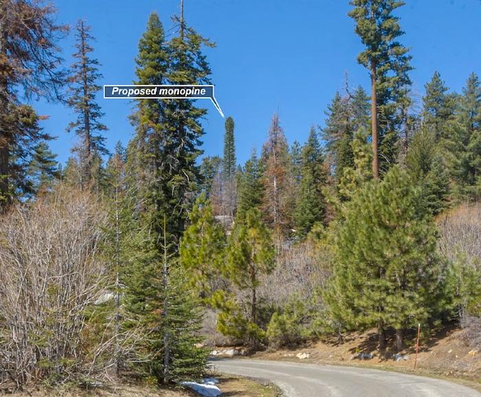Verizon Wireless plans to disguise a cellphone tower as a pine tree at Sequoia National Park. The perspective of this shot makes it difficult to determine how high above the rest of the forest the tower would rise/NPS, Verizon Wireless