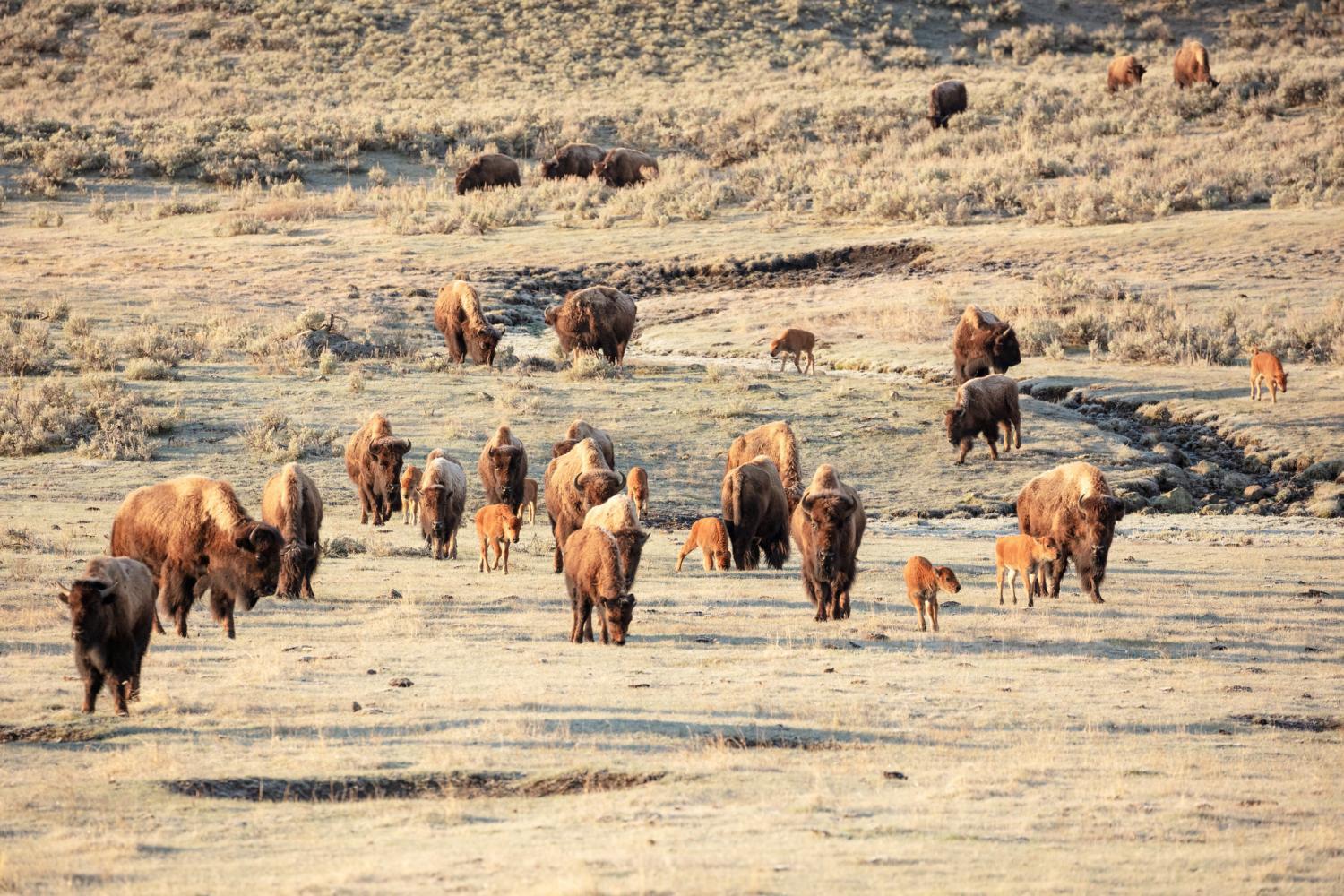 Yellowstone bison might look docile, but they're not to be trifled with/NPS file