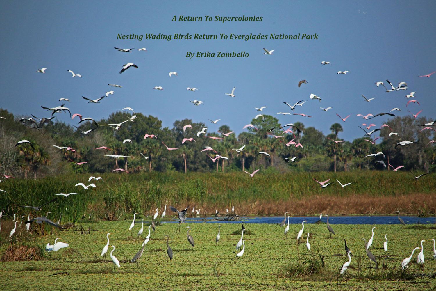 Super colonies of wading birds are returning to Everglades National Park/Erika Zambello