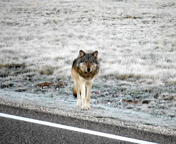 Gray wolf sighted near Grand Canyon