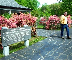 Azalea bloom at Humback rocks visitor center, Blue Ridge Parkway.