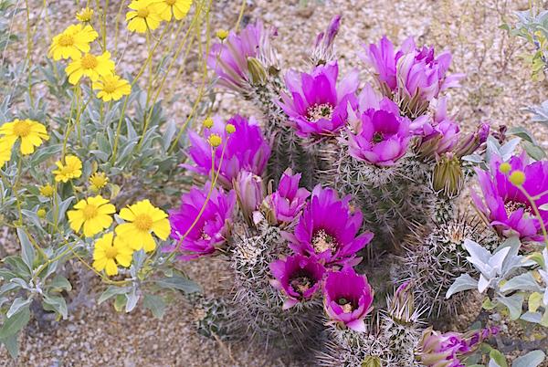 Wildflowers at Saguaro National Park/Kurt Repanshek