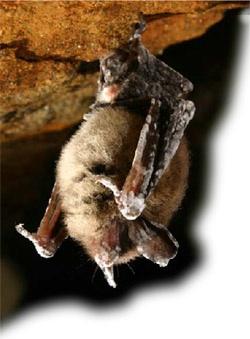 White-nose syndrome on bats/NPS
