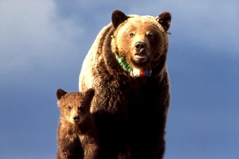 Grizzlies in Yellowstone National Park/NPS