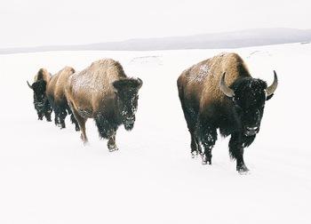 Bison in winter in Yellowstone