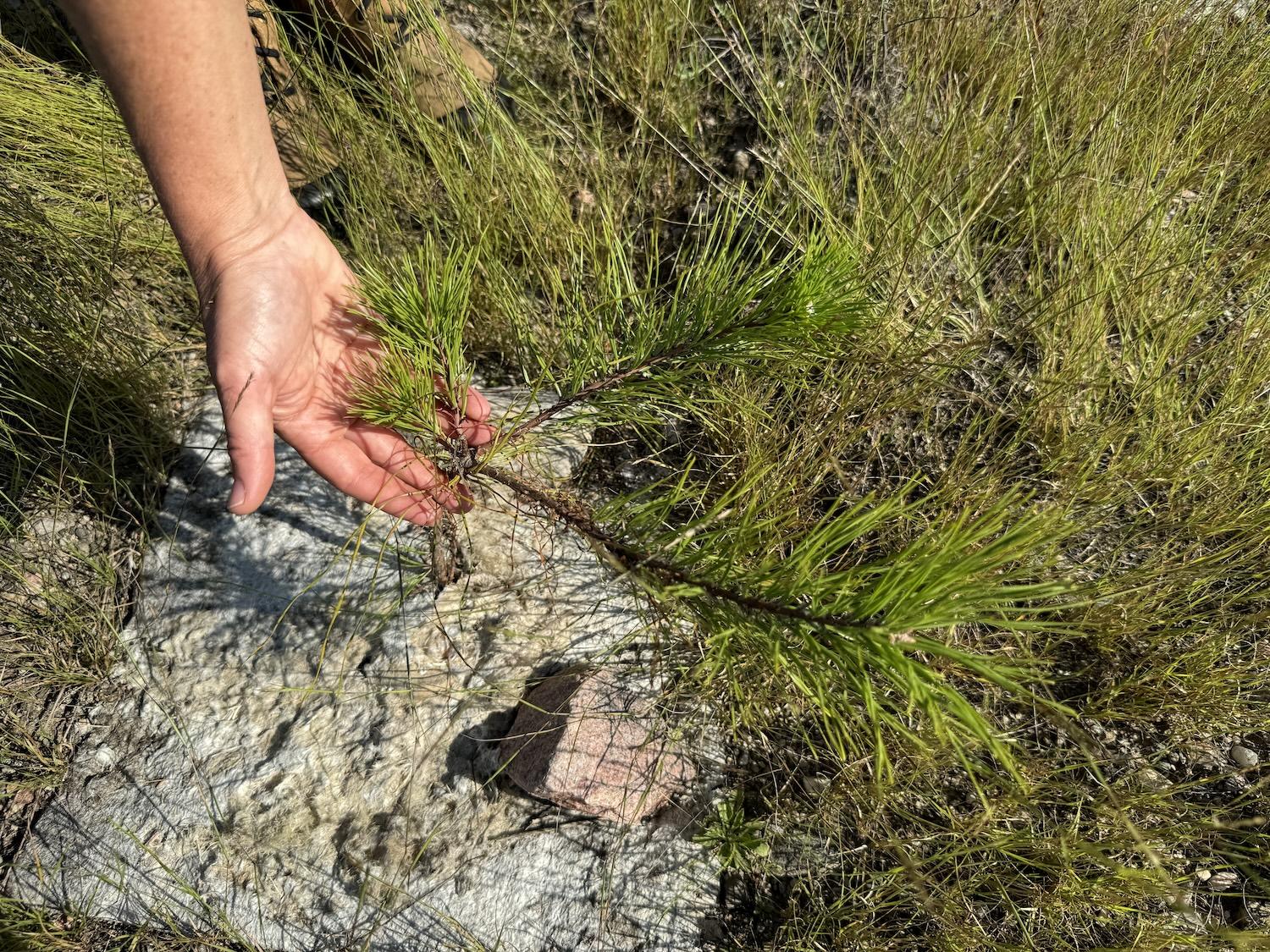 A hemp mat helps a young pitch pine retain moisture.