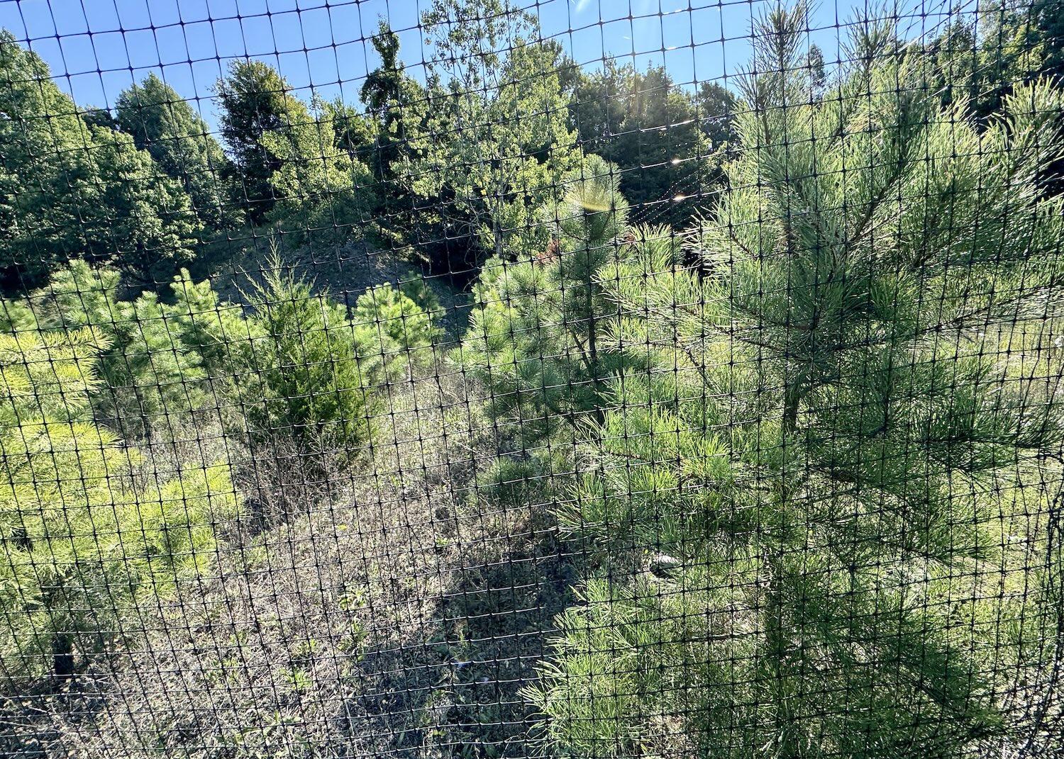 Through a deer exclosure fence, you can see how the protected trees are doing.