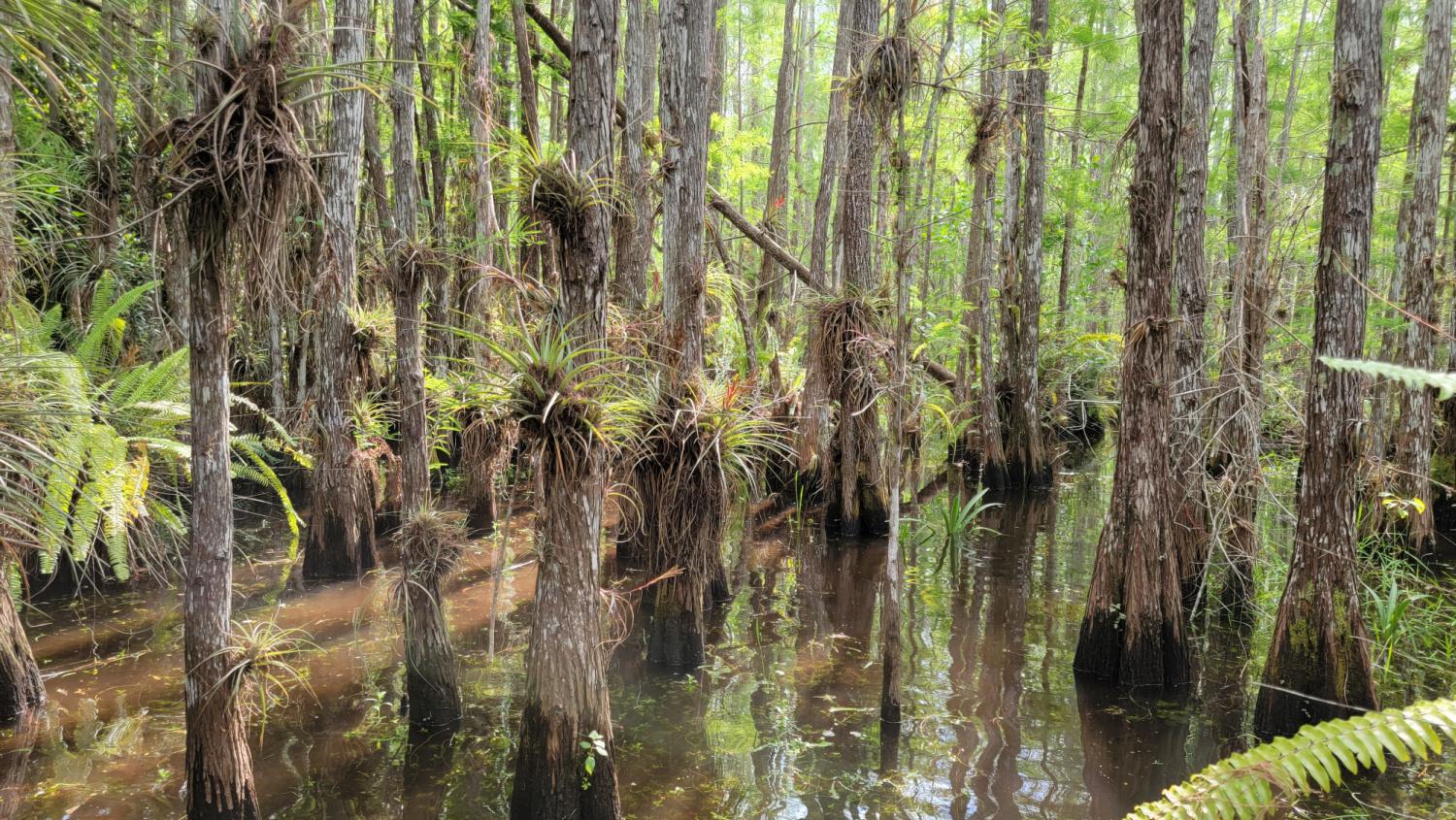 Bald Cypress Forest in the Everglades