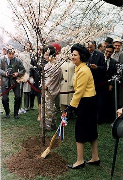 First Lady Lady Bird Johnson planting a tree during the annual Cherry Blossom Festival, April 6, 1965 White House Photo Office Collection, National Archives