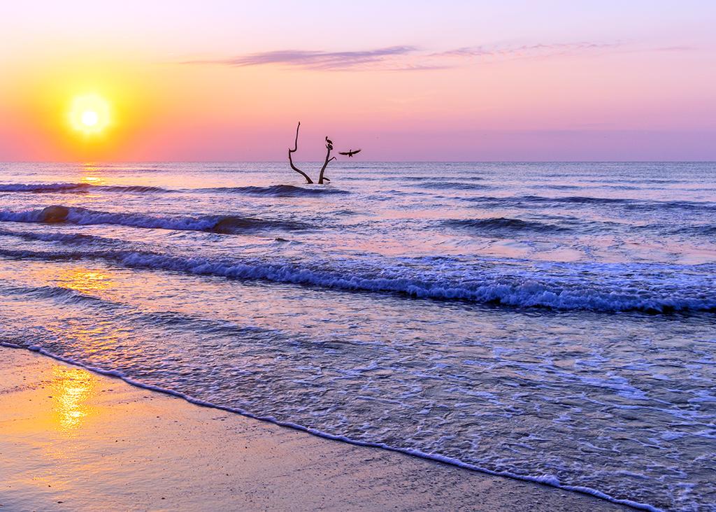 A pelican sunrise, Padre Island National Seashore / Rebecca Latson