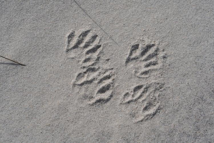 raccoon paw prints in sand