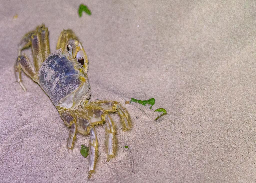Gotcha! Ghost crab, Padre Island National Seashore / Rebecca Latson