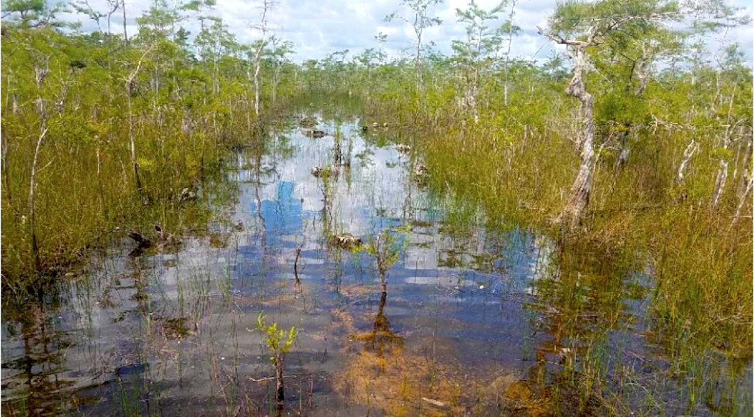 A seismic line created by a vibroseis vehicle through Big Cypress National Preserve/Quest Ecology