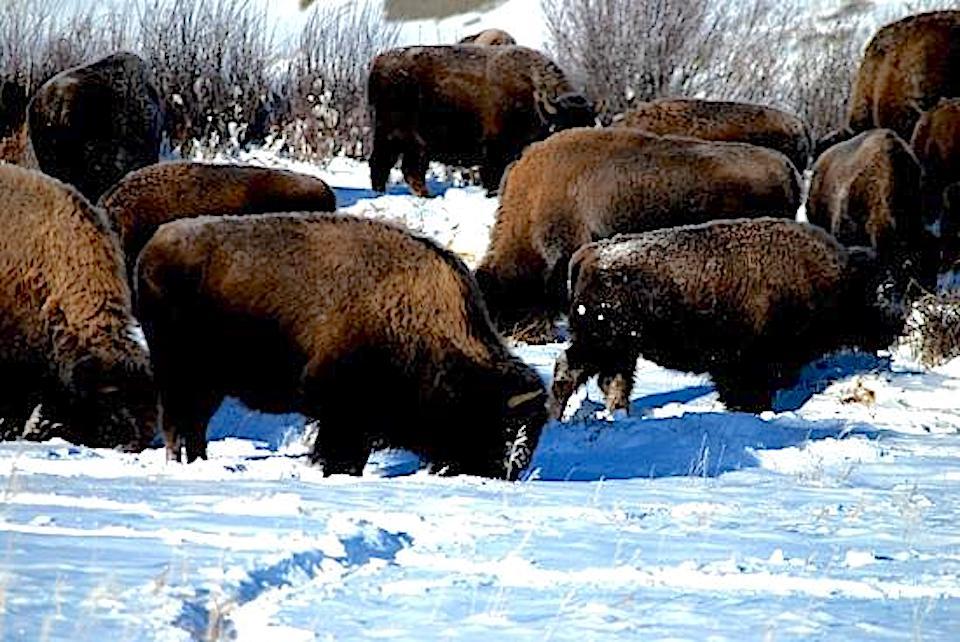 Bison culling operations have begun in Yellowstone National Park/Kurt Repanshek file