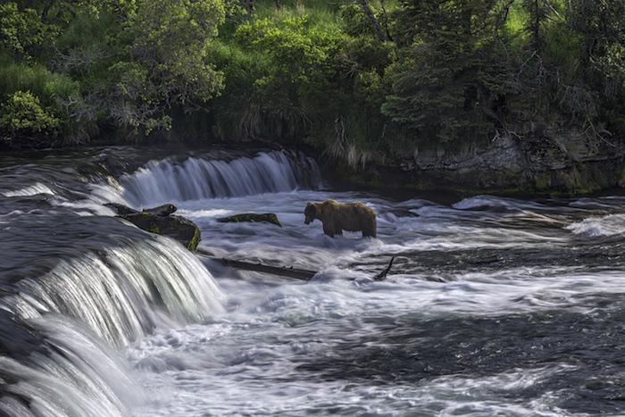 Brown bears are drawn to the salmon-rich waters of Brooks River at Katmai National Parl/RLatson