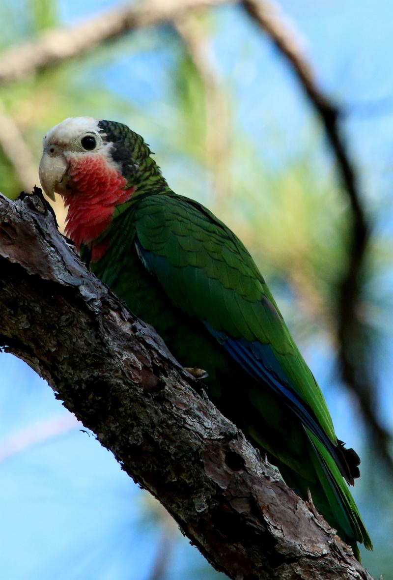 abaco, bahamas, nature, birding, parrot, national park
