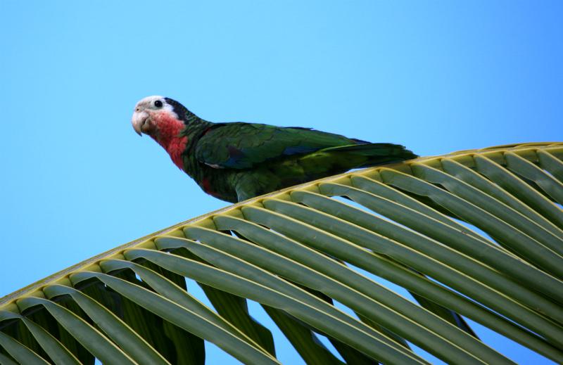 abaco, bahamas, nature, birding, parrot, national park