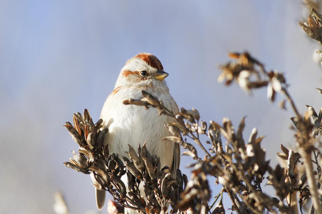 American tree sparrows, pictured here, are exhibiting a decrease in population/Kyle Lima, Schoodic Institute.
