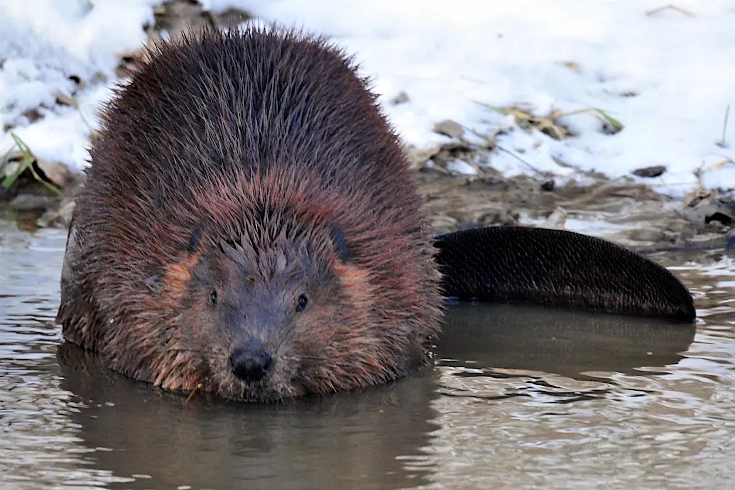 Beavers are being summoned to help national parks restore wetlands/NPS file