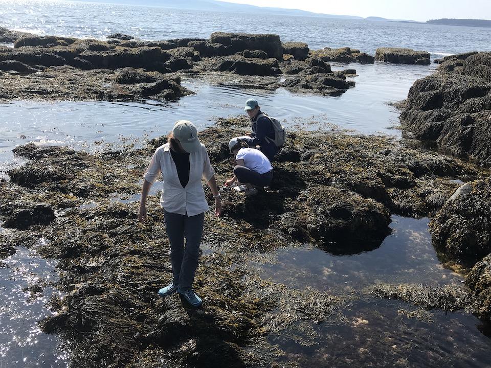 When low tide arrives, the researchers go in search of sensors that track water and air temperature, sunlight intensity, and water motion/Kurt Repanshek