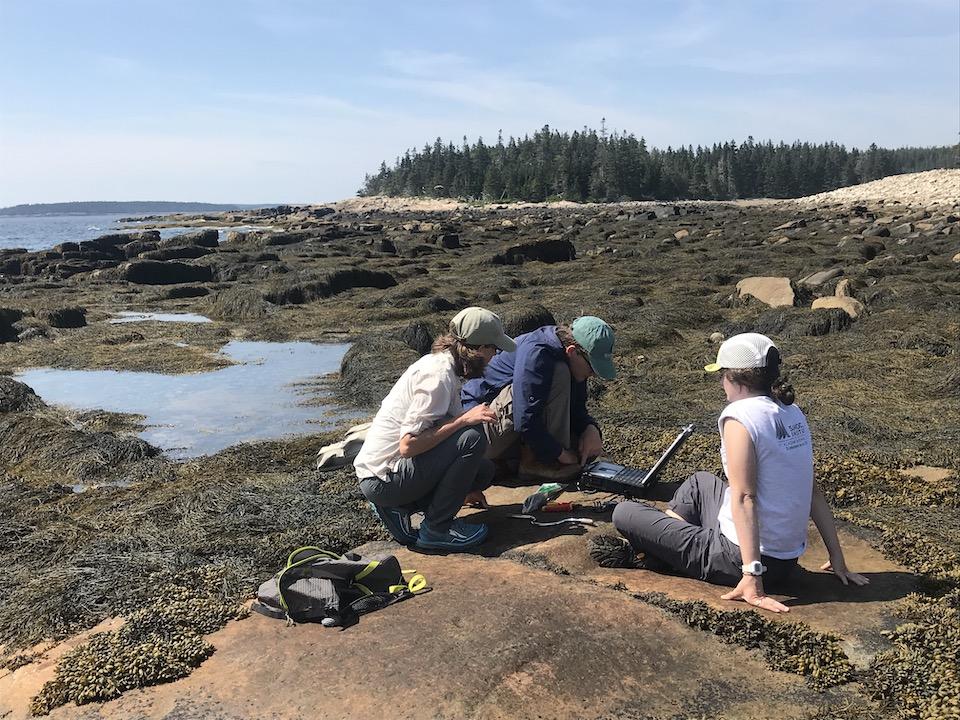 Rockweed that coats the Maine coast is a valuable commercial crop/Kurt Repanshek