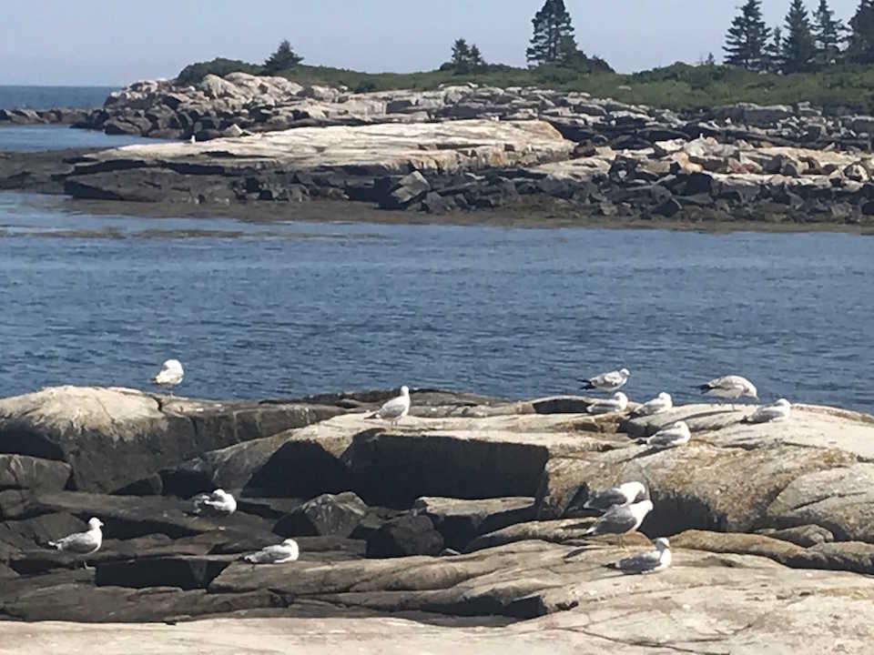 Ocean, gulls, and you at Schoodic Peninsula/Kurt Repanshek