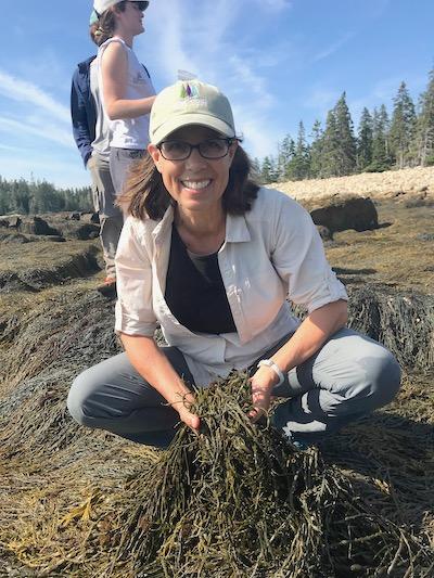 Rockweed is a foundational species, an ecosystem engineer, to Hannah Webber because of the main roles it plays/Kurt Repanshek