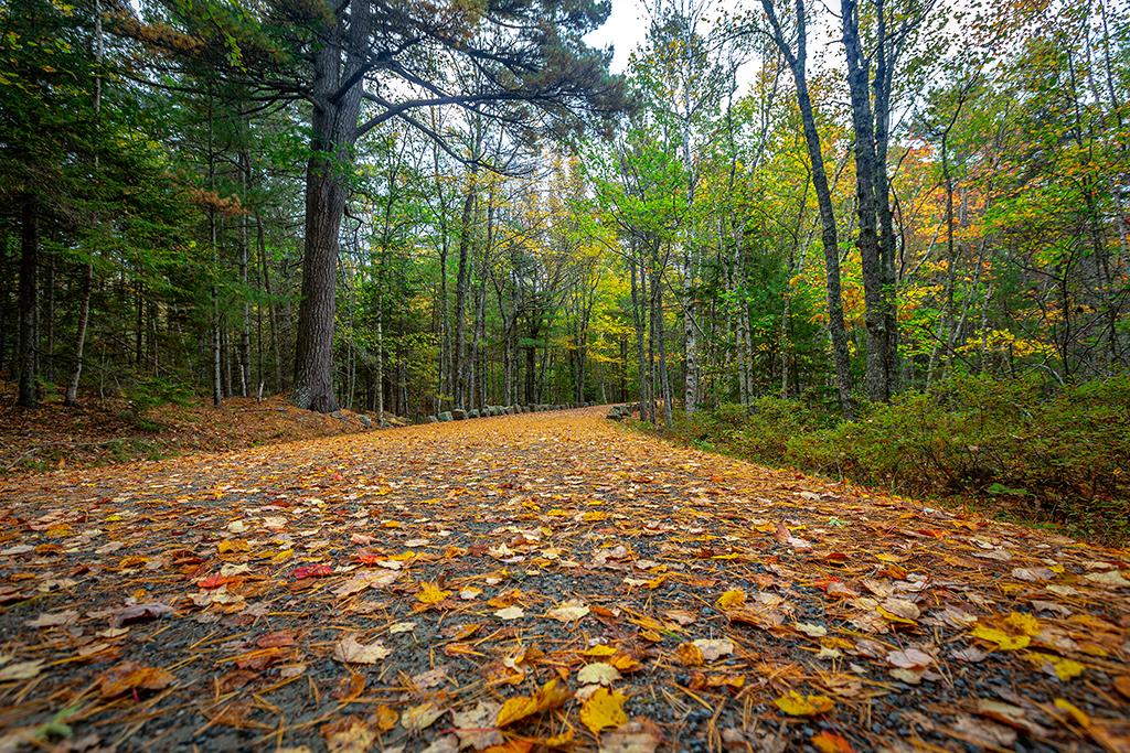 Follow the yellow-leafed carriage road, Acadia National Park / Rebecca Latson