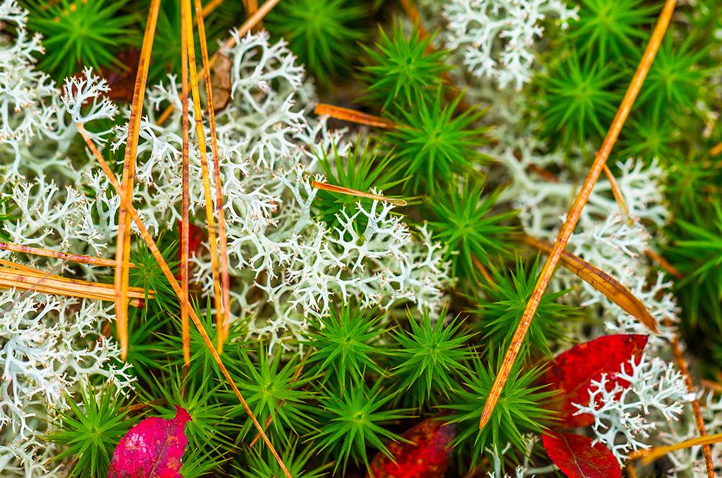 Fruiticose lichen and sphagnum moss up close, Acadia National Park / Rebecca Latson