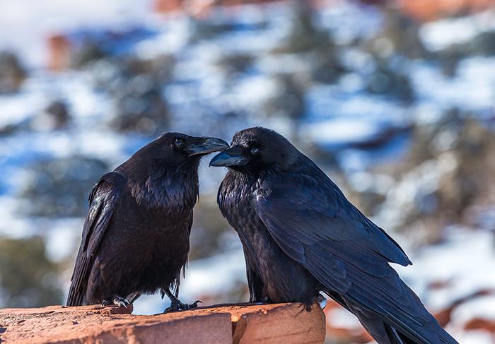 An affectionate little peck on the beak, Canyonlands National Park / Rebecca Latson