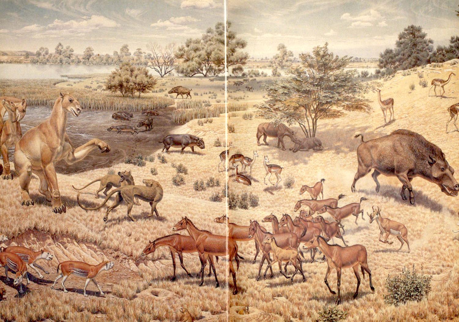 A National Museum of Natural History Mural depicts the fauna thought to exist on the landscape of Agate Fossil Beds National Monument during the Miocene epoch. 
