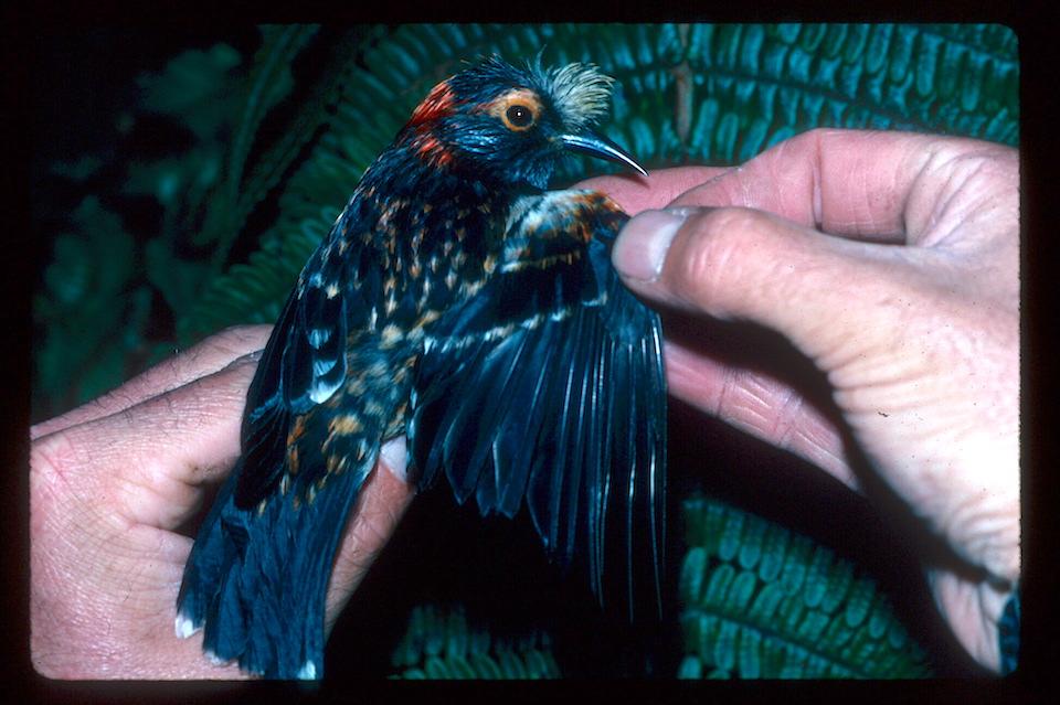 The crested honeycreeper also could go extinct/NPS