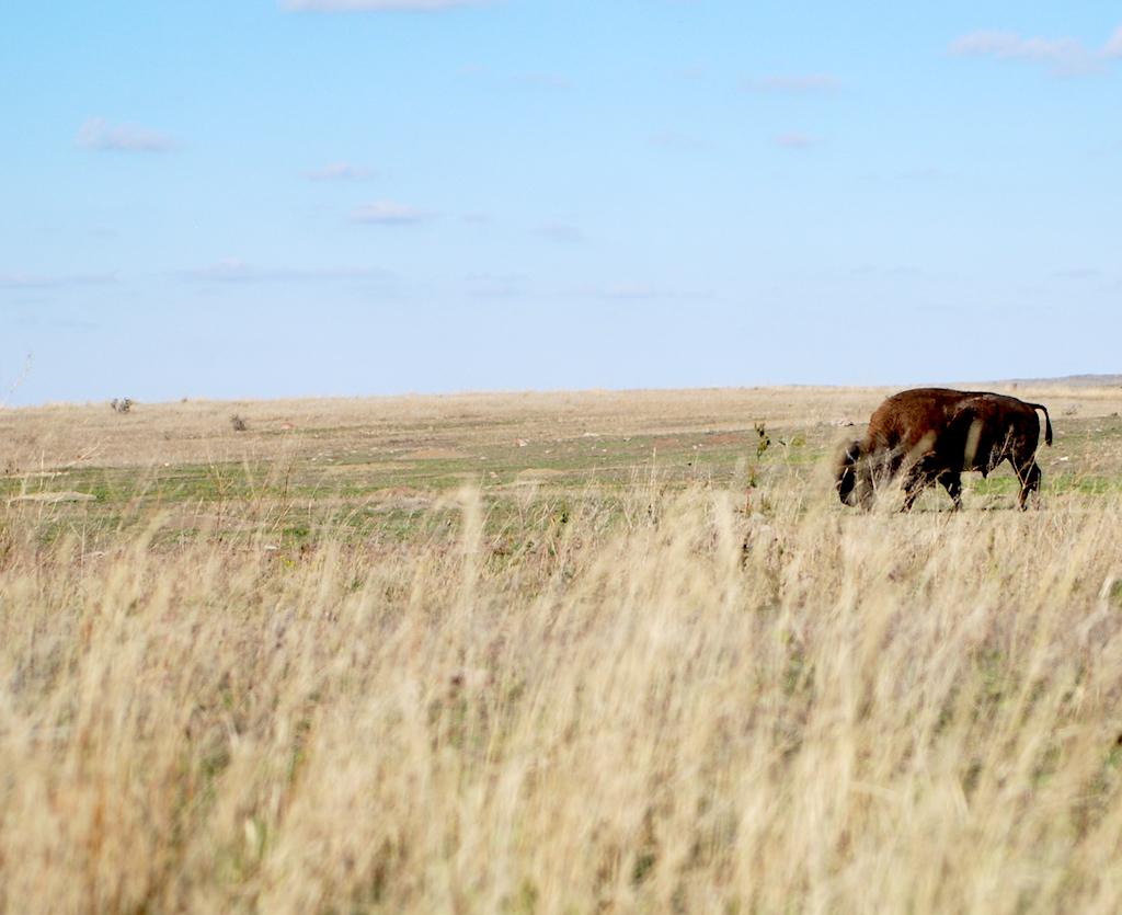 Bison roam free on the lands protected by American Prairie Preserve in Montana/Kurt Repanshek