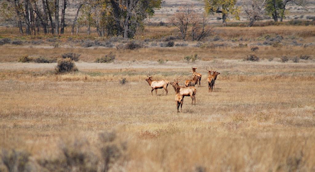 Elk on the prairie at American Prairie Preserve/Kurt Repanshek