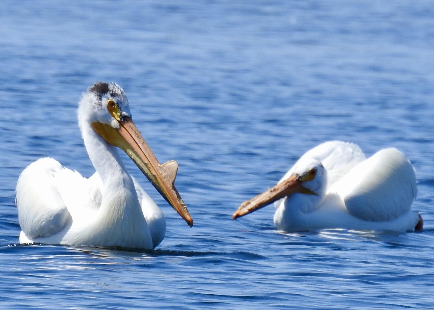 American White Pelicans nest along Lake Superior near Thunder Bay.