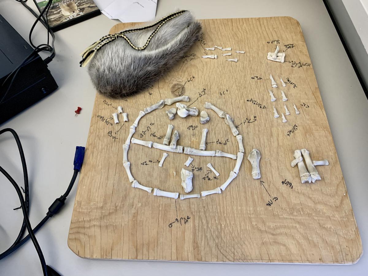 An Inuit game made of bones. An Inuit game made of bones.