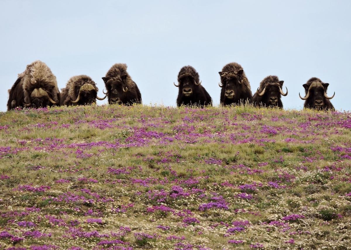 Muskox in Aulavik National Park.