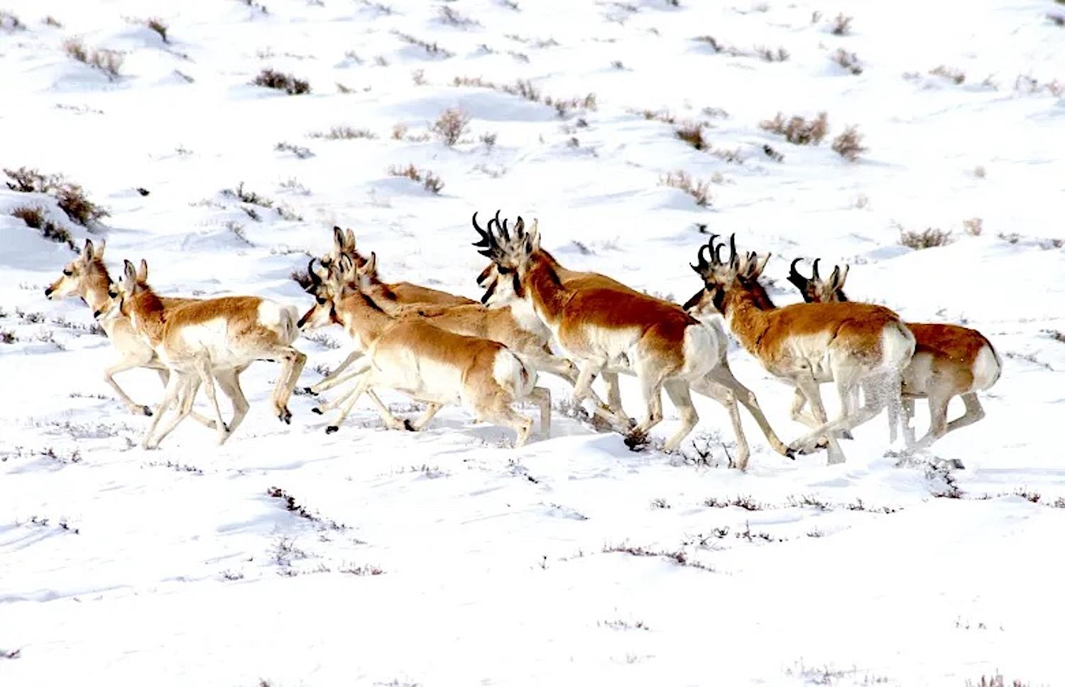 A group of pronghorn trots through the snow in the Green River Basin in April 2023. Best estimates are that 75% of the herd, last estimated at 43,000 animals, perished during the winter. (Mike Koshmrl/WyoFile)