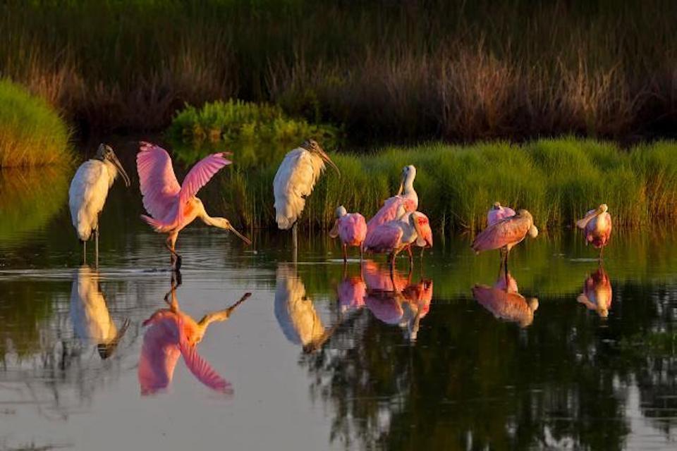 Roseate spoonbills and Wood storks/John Studwell