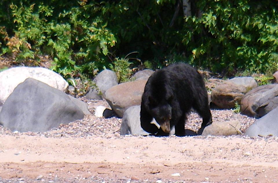 Black bear following people leads to closure at Oak Island at Apostle Island National Lakeshore/NPS file