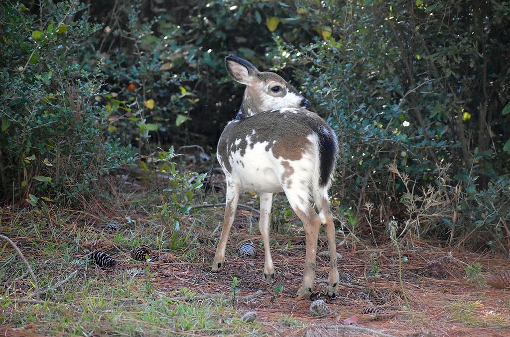 Awww. A little fawn spotted (literally) on Bodie Island, Cape Hatteras National Seashore / NPS - P. Doshkov
