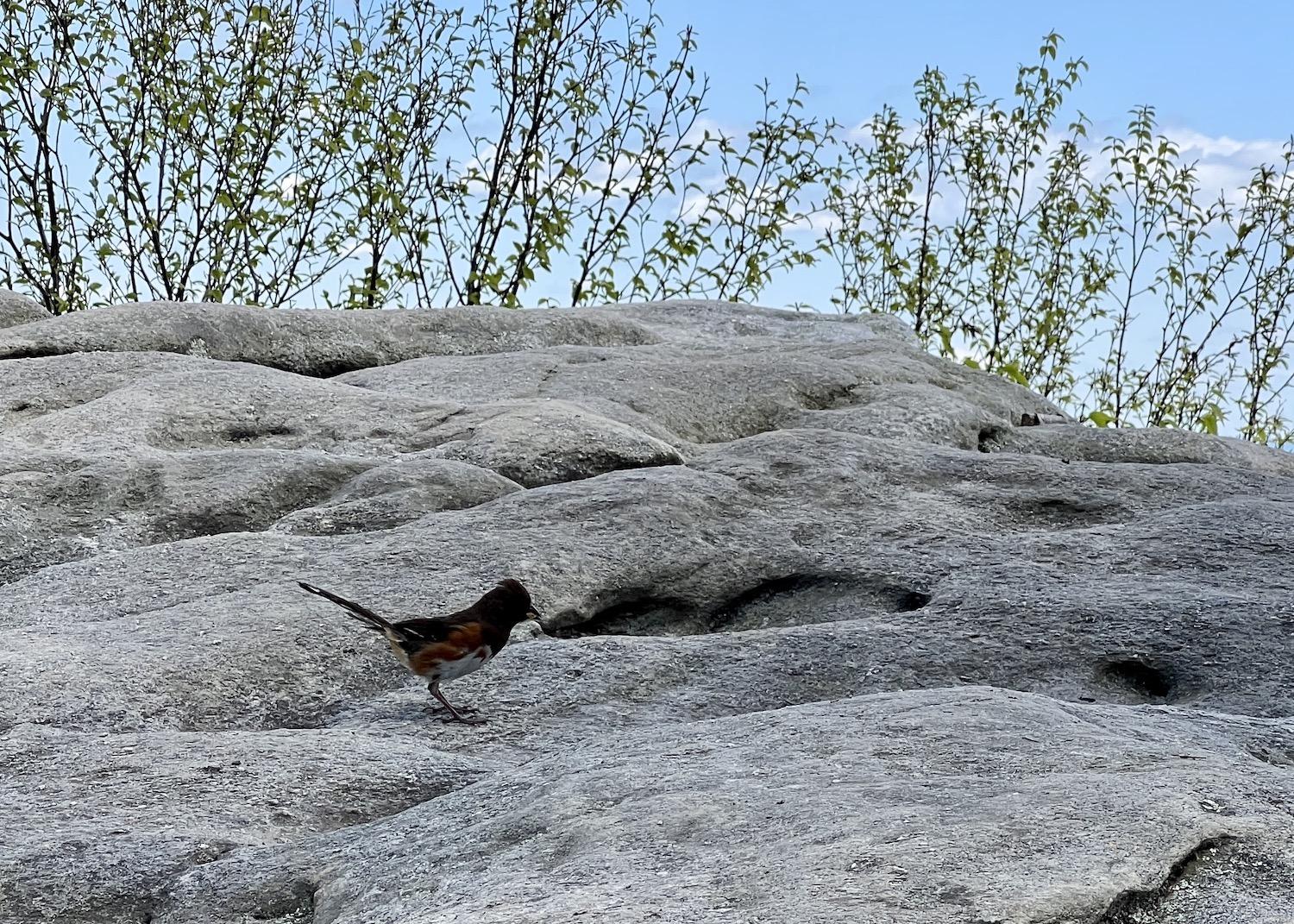 I only had a cellphone camera when this Eastern Towhee hopped by.