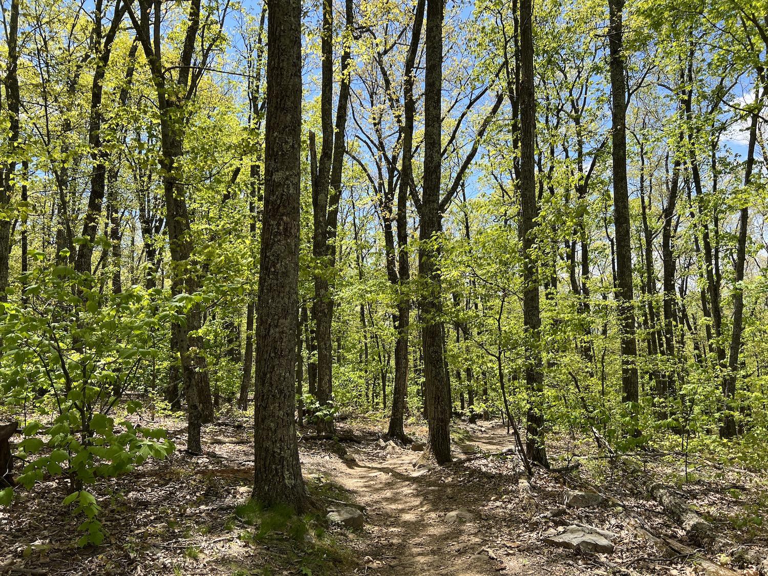 The McAfee Knob portion of the Appalachian Trail is serene in May. The McAfee Knob portion of the Appalachian Trail is serene in May.