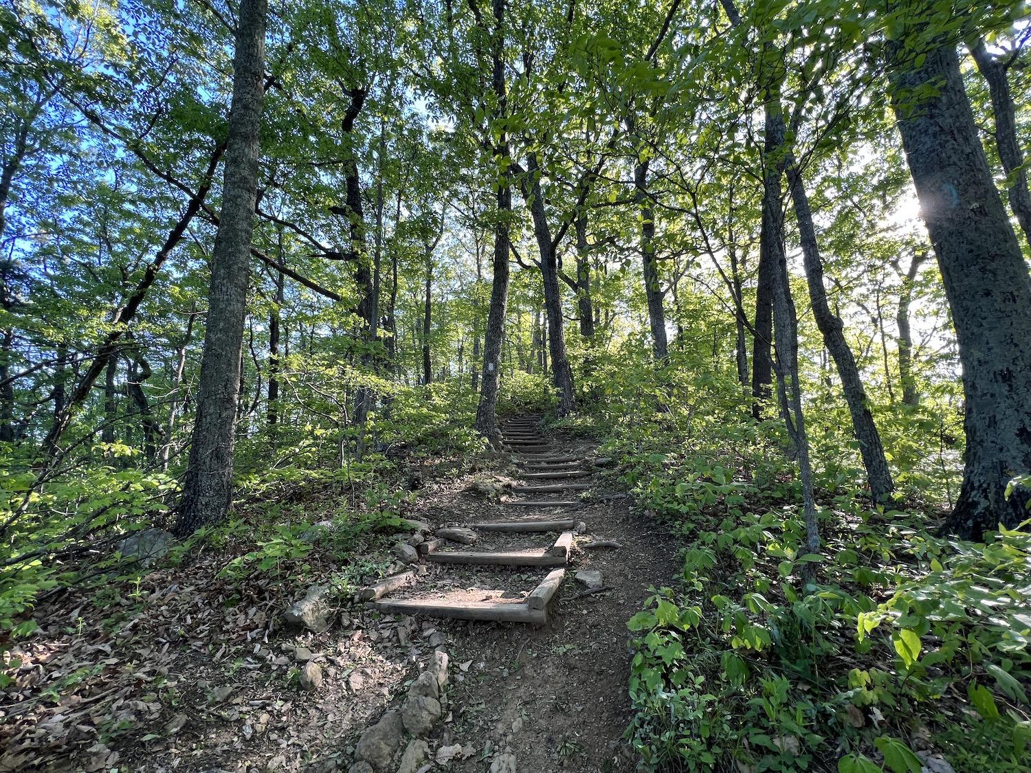 The McAfee Knob trail starts out with a short, steep climb in an instantly beautiful forest.