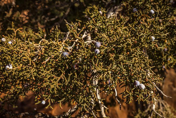 Freeze-dried juniper berries, Arches National Park / Rebecca Latson