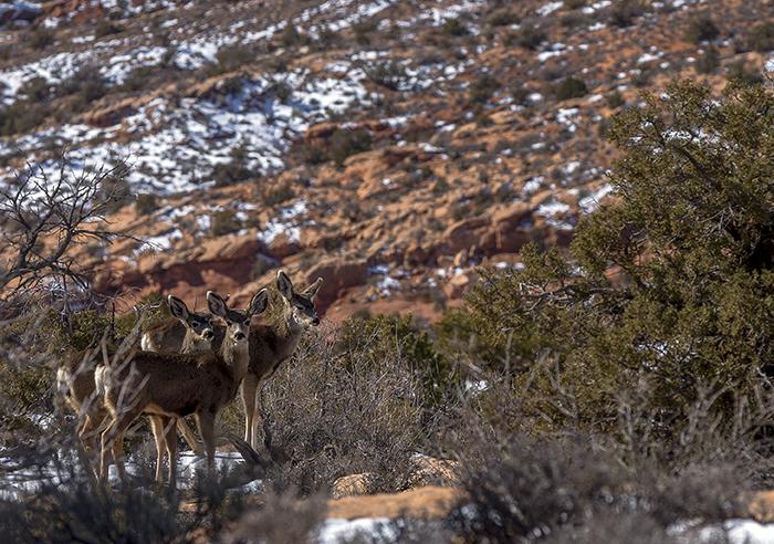 Mule Deer at Arches National Park