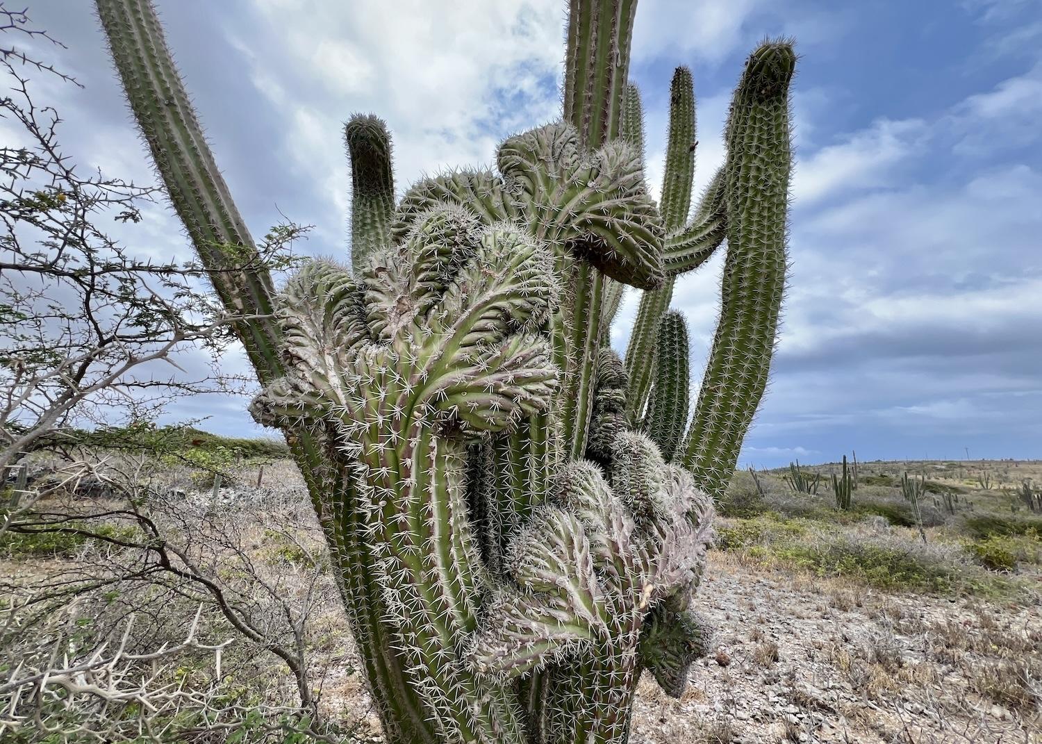 The kadushi (cadushi) cactus flourishes in Aruba.