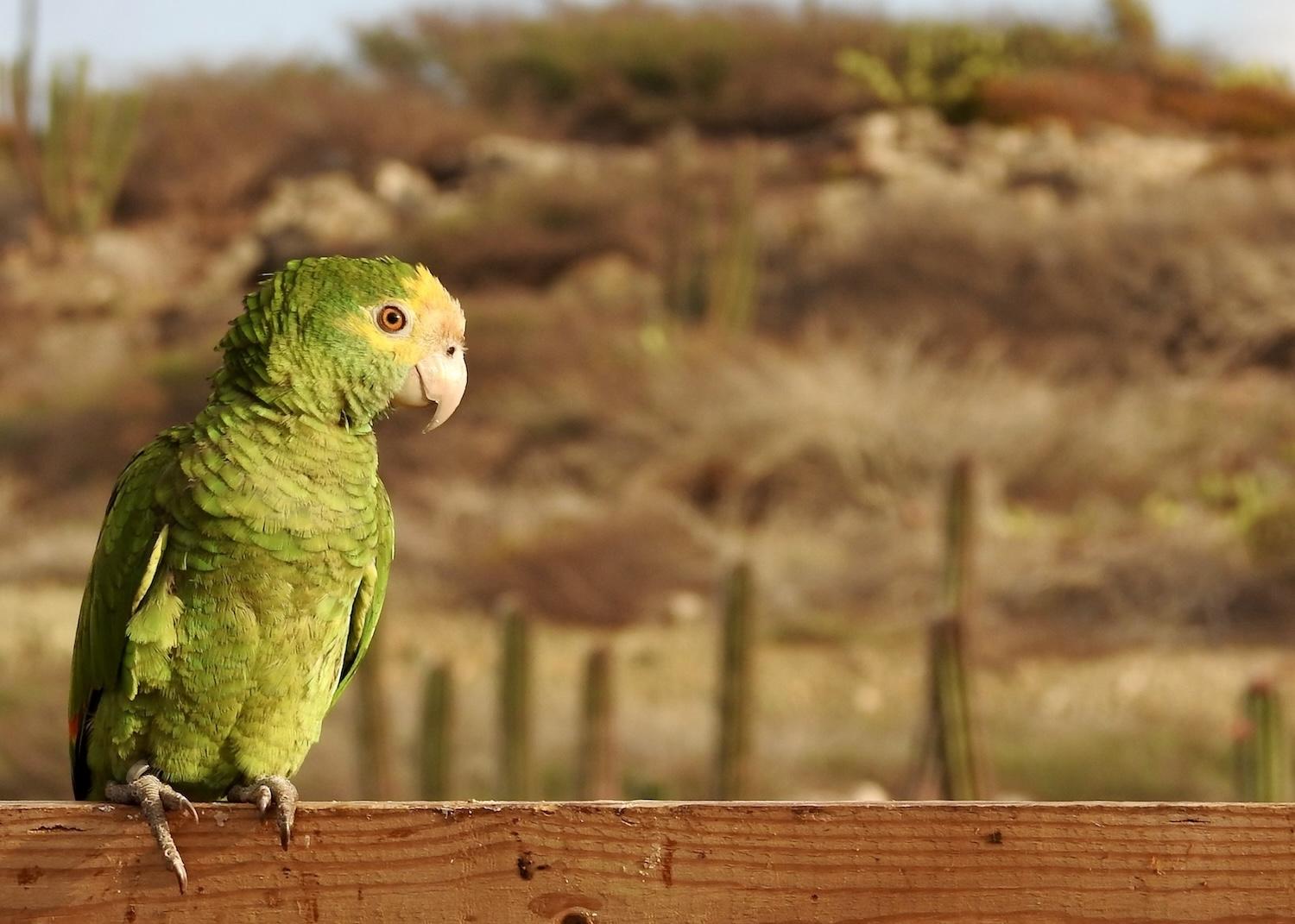 In Arikok National Park on Aruba, a locally extinct parrot known as the Lora (a Yellow-shouldered Amazon) has just been reintroduced.