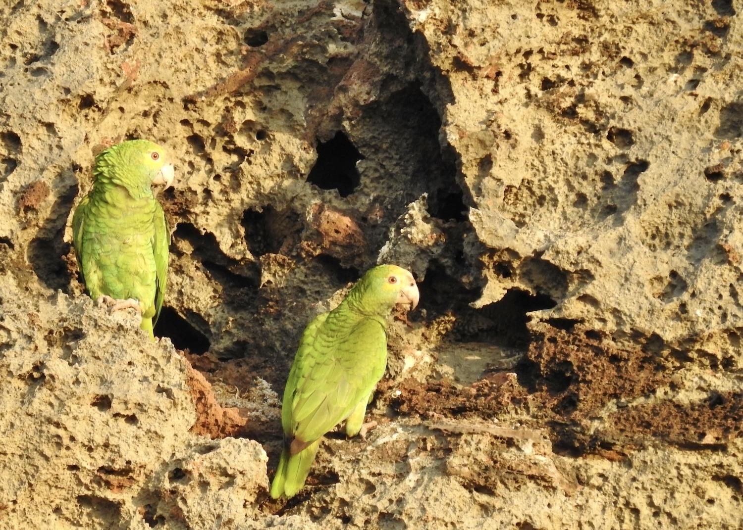 This mated pair of Loras seems to be scouting nesting areas in the volcanic rocks at Arikok National Park.